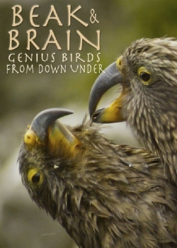 Beak & Brain - Genius Birds from Down Under-fmovies