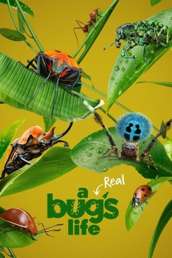 A Real Bug's Life-fmovies